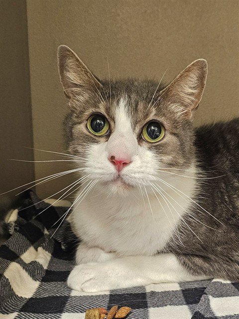 KEVIN - Domestic Short Hair available for adoption