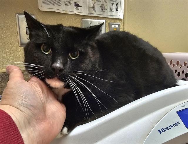 BEAN - Domestic Short Hair available for adoption