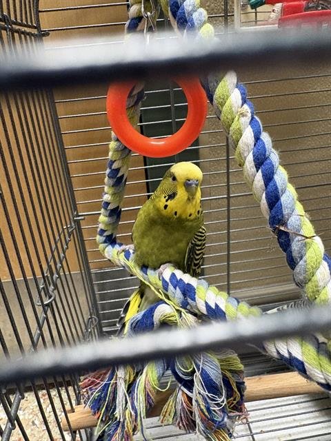 SLOTH - Parakeet - Other available for adoption