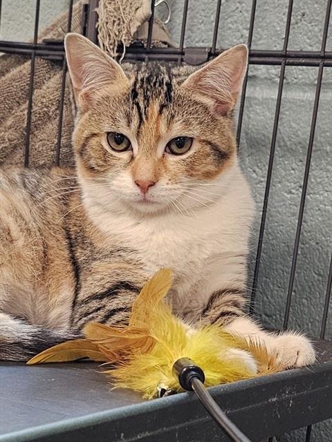 AMBERVEIL - Domestic Short Hair available for adoption