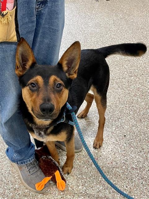 SUNDOWN - German Shepherd Dog available for adoption