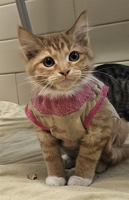 CARTER - Domestic Medium Hair available for adoption