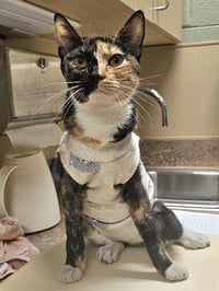 CAT FISH - Photo 1