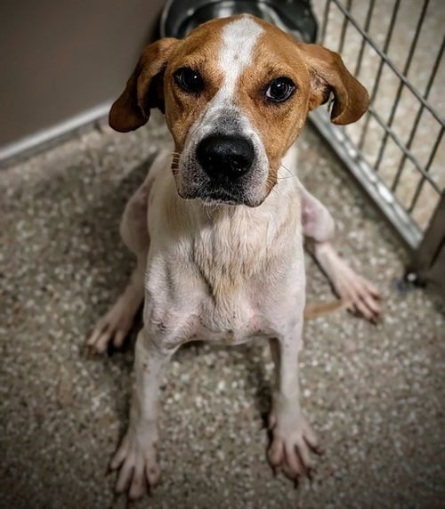 PATTY - Treeing Walker Coonhound available for adoption