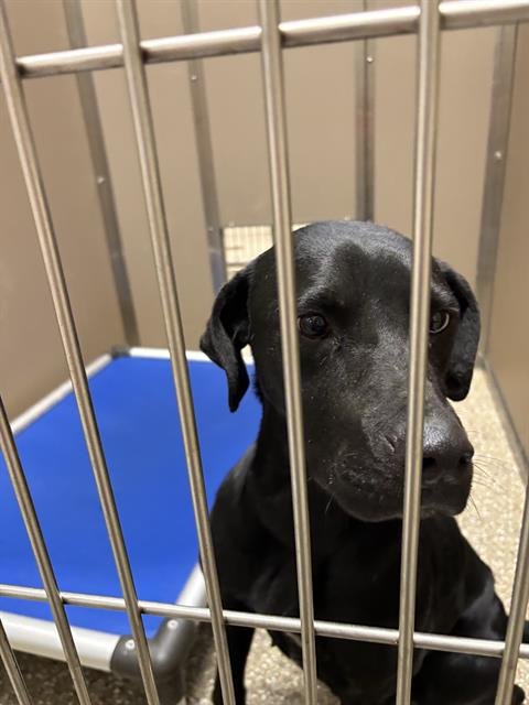 BLUEBERRY - Labrador Retriever available for adoption