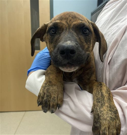 BOBBIN - Mastiff available for adoption