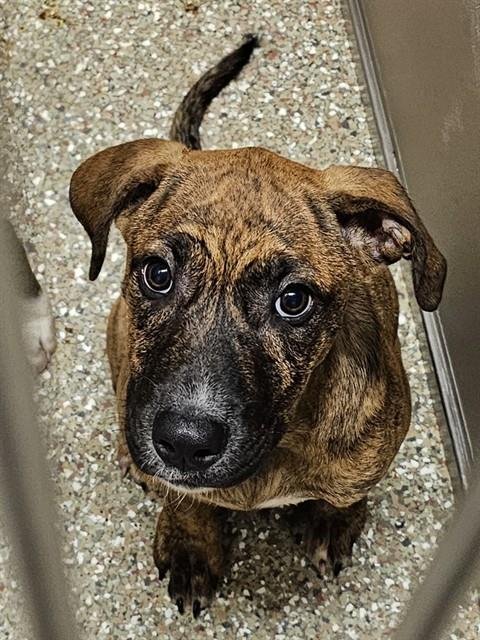 BOBBIN - Mastiff available for adoption