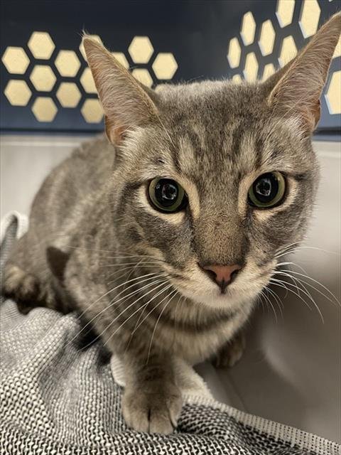 OLLIE - Domestic Short Hair available for adoption