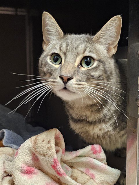 OLLIE - Domestic Short Hair available for adoption