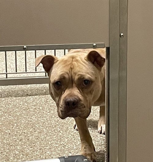 LYN - American Pit Bull Terrier available for adoption