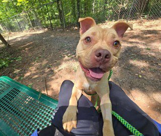 LYN - American Pit Bull Terrier available for adoption