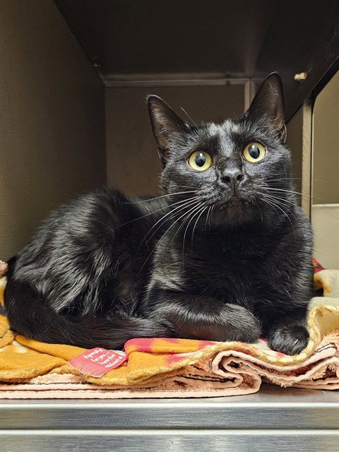 MAY - Domestic Short Hair available for adoption