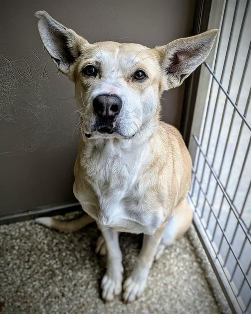 FAE - German Shepherd Dog available for adoption