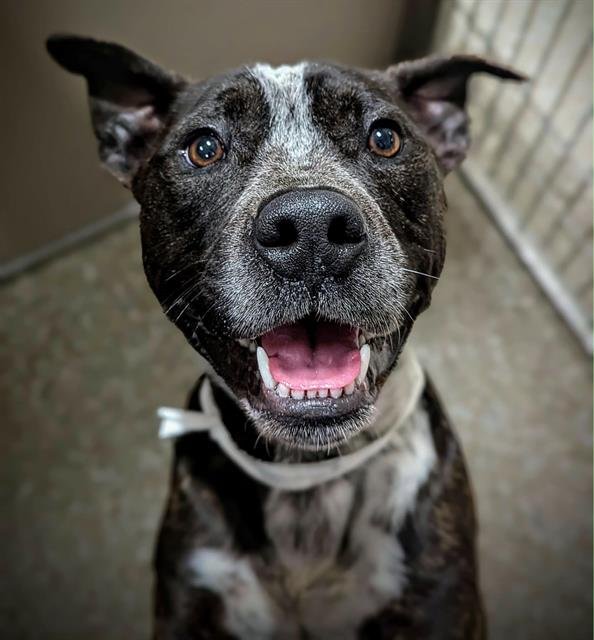 BARNEY - Australian Cattle Dog/Blue Heeler available for adoption