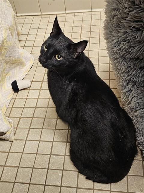 SESCA - Domestic Short Hair available for adoption