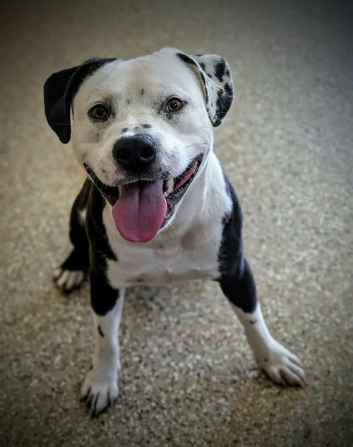 MAHOMES - American Bulldog available for adoption