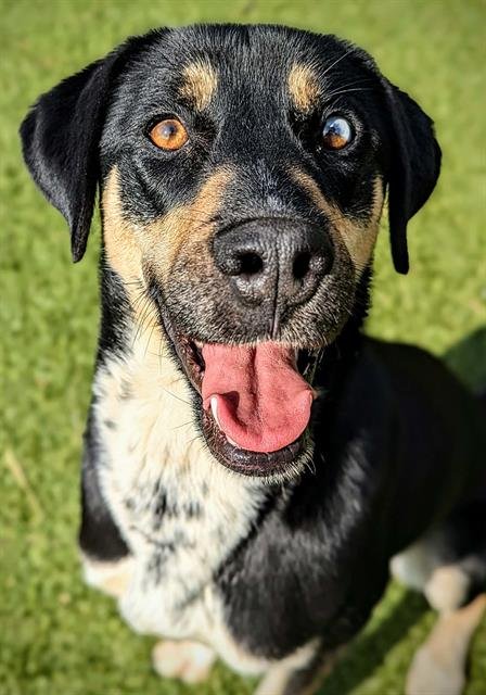 ALLIE - Black and Tan Coonhound / Siberian Husky available for adoption