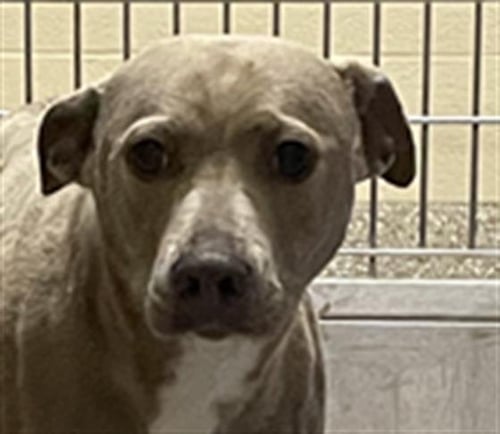 ANNAPOLIS - Feist / Staffordshire Bull Terrier available for adoption