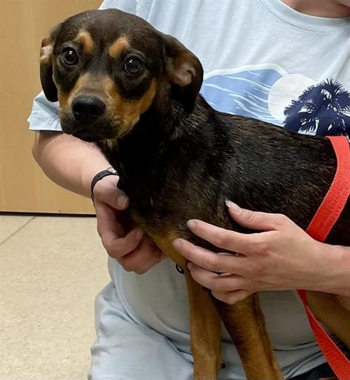 CHICKIE - Feist available for adoption