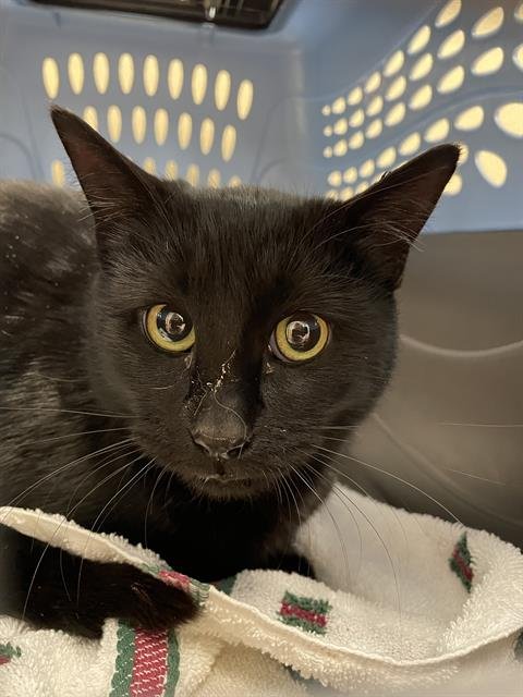 IZZY CAT - Domestic Short Hair available for adoption