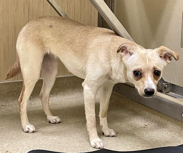 DOLLIE - Chihuahua available for adoption