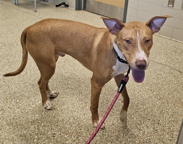 MAP - American Staffordshire Terrier available for adoption