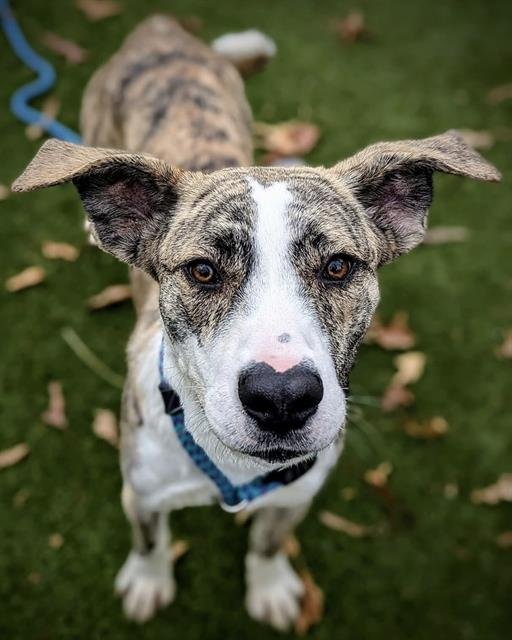 TOBIAS - Anatolian Shepherd available for adoption