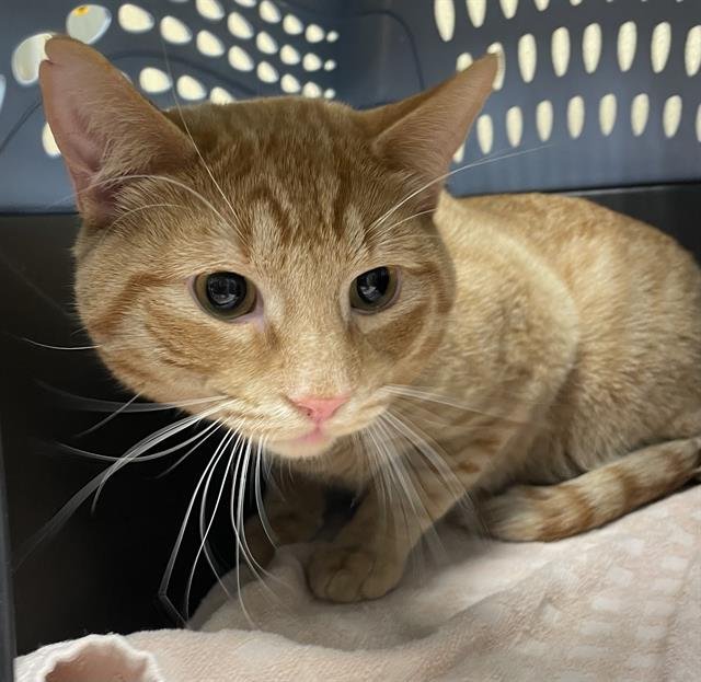 DALE - Domestic Short Hair available for adoption