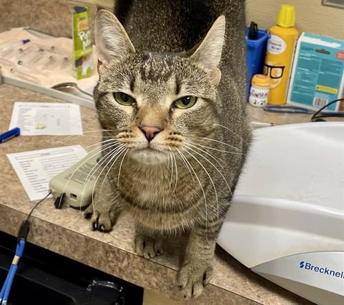 FERN - Domestic Short Hair available for adoption