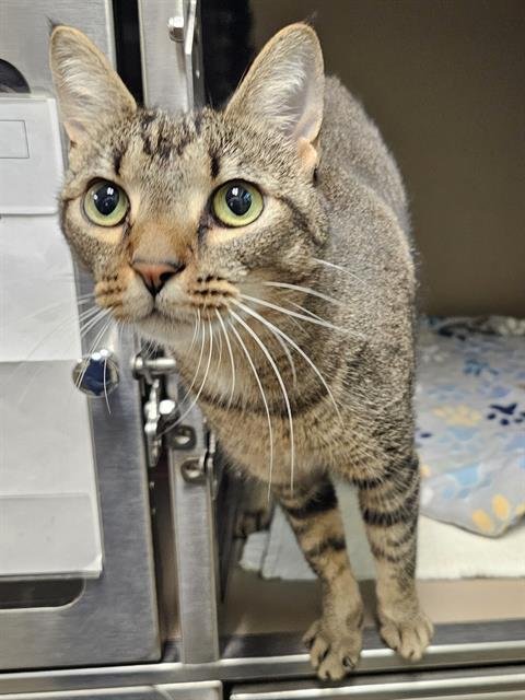 FERN - Domestic Short Hair available for adoption