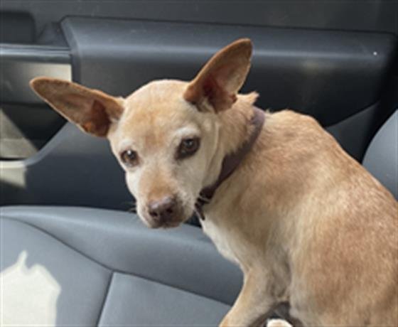 YOGI - Chihuahua available for adoption