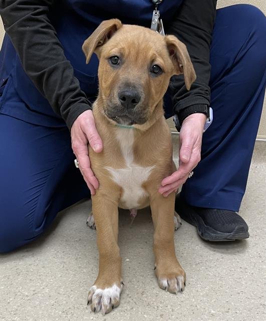 CHURRO - Black Mouth Cur / Mastiff available for adoption