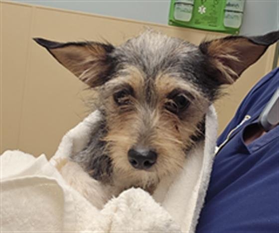 LITTLE GURL - Chihuahua / Feist available for adoption