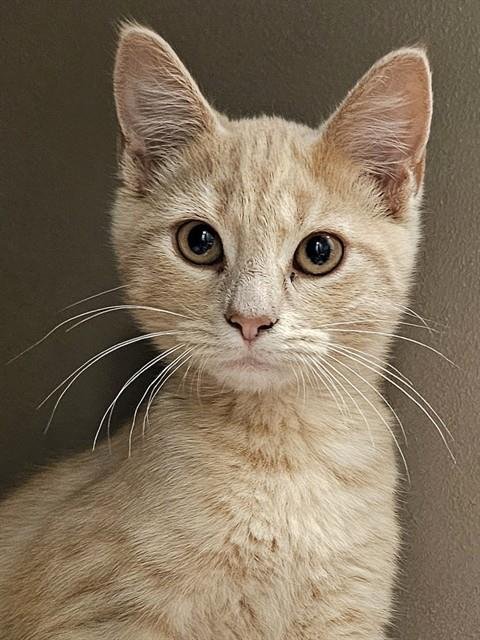 ANDY - Domestic Short Hair available for adoption