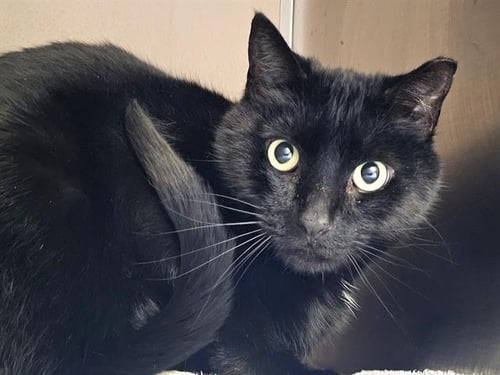 GROVER - Domestic Short Hair available for adoption