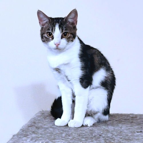 FAITH - Tabby available for adoption