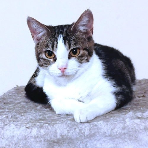 FAITH - Tabby available for adoption