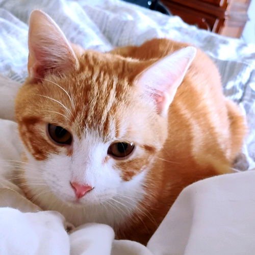 TIGGER - Tabby available for adoption