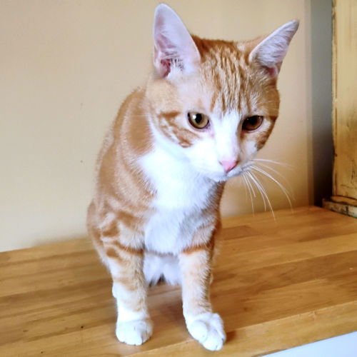 TIGGER - Tabby available for adoption