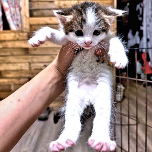 BUCK - Tabby available for adoption