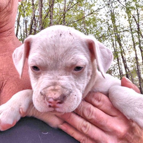 RAMBO