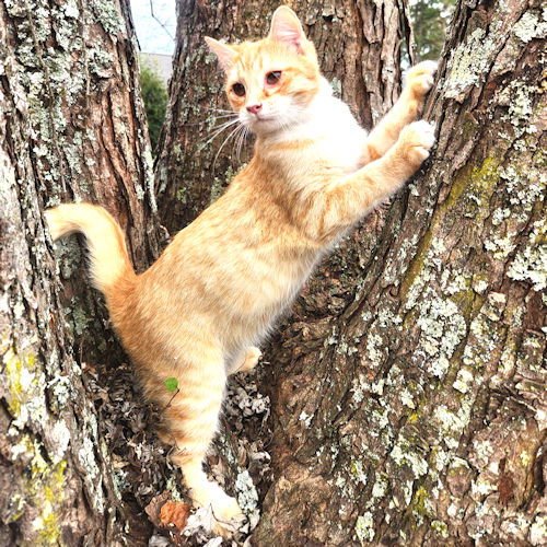 WONDER BOY - Tabby available for adoption