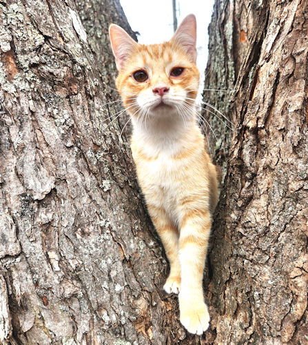 Wonder Boy - Photo 4