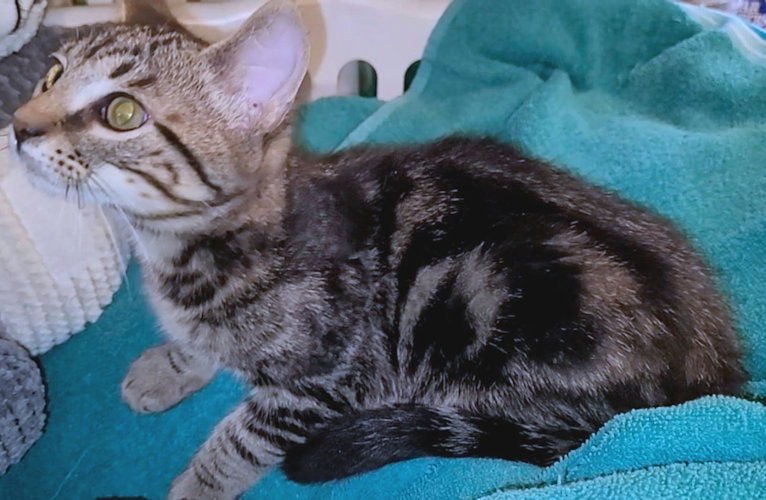 BEARYQ - Tabby available for adoption