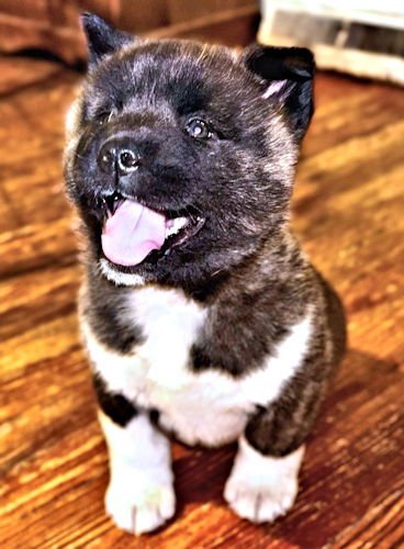 BOWIE - Akita available for adoption