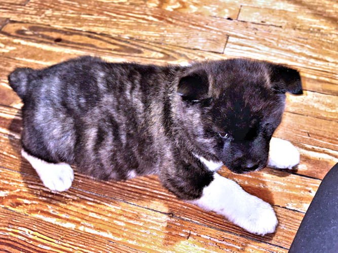 BOWIE - Akita available for adoption