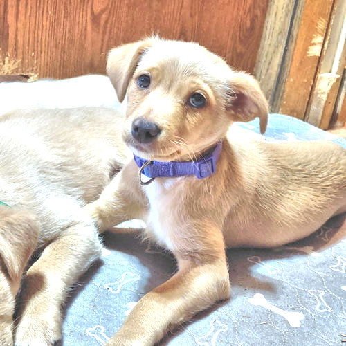 VIXEN - Chihuahua / Pomeranian available for adoption