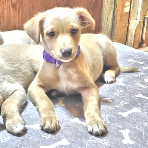 VIXEN - Chihuahua / Pomeranian available for adoption