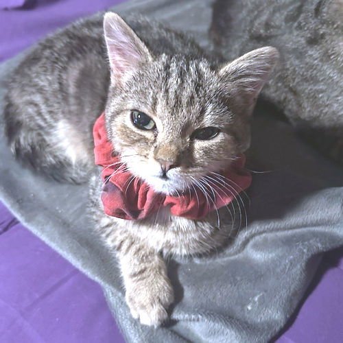 KATYDID - Tabby available for adoption