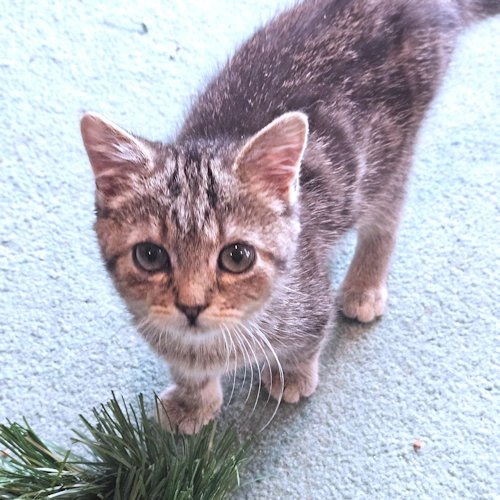KATYDID - Tabby available for adoption